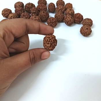 Natural 8 Mukhi Eight Faced Indonesia Rudraksha at Wholesale Rate Healing Looses Fine Quality Astrology Jewellery 1 Pcs 4