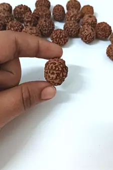 Natural 8 Mukhi Eight Faced Indonesia Rudraksha at Wholesale Rate Healing Looses Fine Quality Astrology Jewellery 1 Pcs