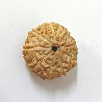 Natural 9 Mukhi Nine Faced Indonesia Rudraksha Beads at Wholesale Rate Looses Fine Quality Astrology Jewellery 1 Pcs 1
