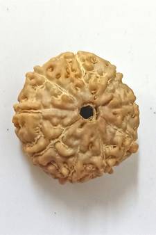 Natural 9 Mukhi Nine Faced Indonesia Rudraksha Beads at Wholesale Rate Looses Fine Quality Astrology Jewellery 1 Pcs