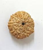 Natural 9 Mukhi Nine Faced Indonesia Rudraksha Beads at Wholesale Rate Looses Fine Quality Astrology Jewellery 1 Pcs