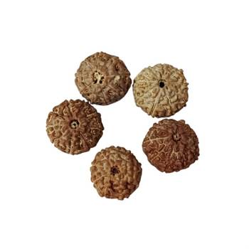 Natural 9 Mukhi Nine Faced Indonesia Rudraksha Beads at Wholesale Rate Looses Fine Quality Astrology Jewellery 1 Pcs 2