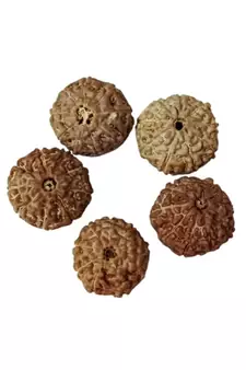 Natural 9 Mukhi Nine Faced Indonesia Rudraksha Beads at Wholesale Rate Looses Fine Quality Astrology Jewellery 1 Pcs