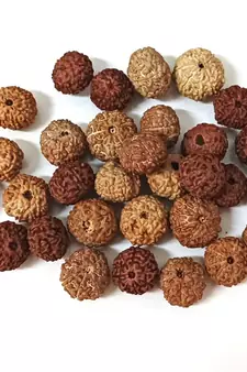 Natural 9 Mukhi Nine Faced Indonesia Rudraksha Beads at Wholesale Rate Looses Fine Quality Astrology Jewellery 1 Pcs