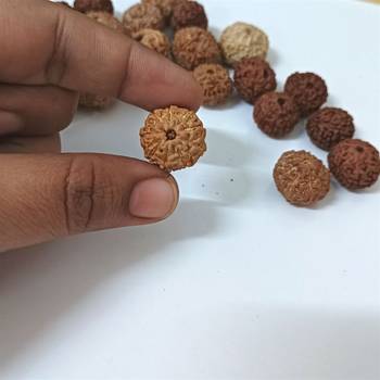 Natural 9 Mukhi Nine Faced Indonesia Rudraksha Beads at Wholesale Rate Looses Fine Quality Astrology Jewellery 1 Pcs 4