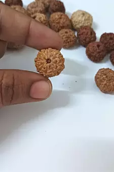 Natural 9 Mukhi Nine Faced Indonesia Rudraksha Beads at Wholesale Rate Looses Fine Quality Astrology Jewellery 1 Pcs