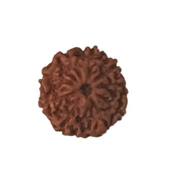 Natural 10 Mukhi Ten Faced Indonesia Rudraksha at Wholesale Rate Healing Looses Fine Quality Astrology Jewellery 1 Pcs 1
