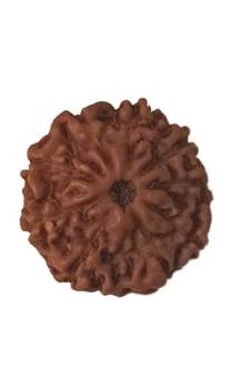 Natural 10 Mukhi Ten Faced Indonesia Rudraksha at Wholesale Rate Healing Looses Fine Quality Astrology Jewellery 1 Pcs