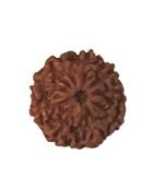 Natural 10 Mukhi Ten Faced Indonesia Rudraksha at Wholesale Rate Healing Looses Fine Quality Astrology Jewellery 1 Pcs