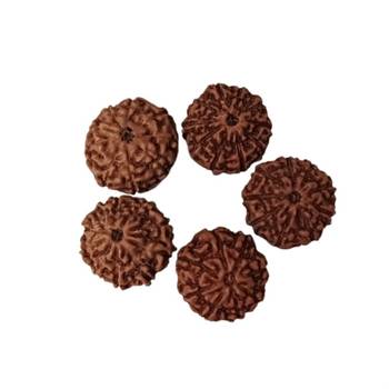 Natural 10 Mukhi Ten Faced Indonesia Rudraksha at Wholesale Rate Healing Looses Fine Quality Astrology Jewellery 1 Pcs 2