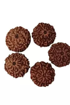 Natural 10 Mukhi Ten Faced Indonesia Rudraksha at Wholesale Rate Healing Looses Fine Quality Astrology Jewellery 1 Pcs