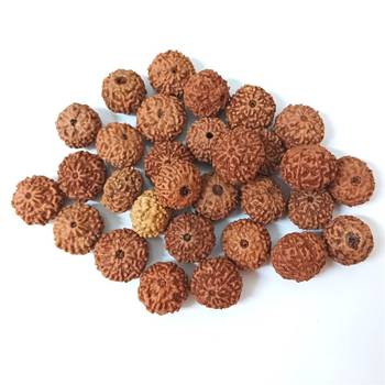 Natural 10 Mukhi Ten Faced Indonesia Rudraksha at Wholesale Rate Healing Looses Fine Quality Astrology Jewellery 1 Pcs 3