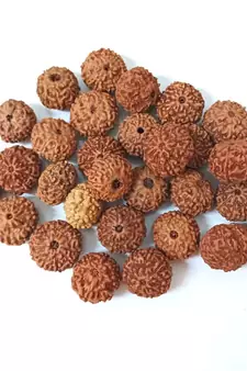 Natural 10 Mukhi Ten Faced Indonesia Rudraksha at Wholesale Rate Healing Looses Fine Quality Astrology Jewellery 1 Pcs