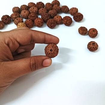 Natural 10 Mukhi Ten Faced Indonesia Rudraksha at Wholesale Rate Healing Looses Fine Quality Astrology Jewellery 1 Pcs 4