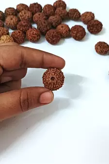 Natural 10 Mukhi Ten Faced Indonesia Rudraksha at Wholesale Rate Healing Looses Fine Quality Astrology Jewellery 1 Pcs