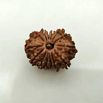 Natural 14 Mukhi Fourteen Faced Nepali Rudraksha Beads at Wholesale Rate Looses Fine Quality Astrology Jewellery 1 Pcs 1