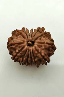 Natural 14 Mukhi Fourteen Faced Nepali Rudraksha Beads at Wholesale Rate Looses Fine Quality Astrology Jewellery 1 Pcs