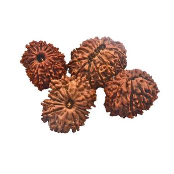 Natural 14 Mukhi Fourteen Faced Nepali Rudraksha Beads at Wholesale Rate Looses Fine Quality Astrology Jewellery 1 Pcs 2