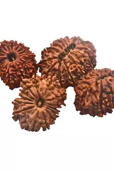 Natural 14 Mukhi Fourteen Faced Nepali Rudraksha Beads at Wholesale Rate Looses Fine Quality Astrology Jewellery 1 Pcs