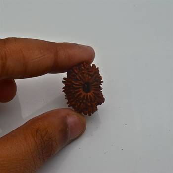 Natural 14 Mukhi Fourteen Faced Nepali Rudraksha Beads at Wholesale Rate Looses Fine Quality Astrology Jewellery 1 Pcs 3