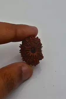 Natural 14 Mukhi Fourteen Faced Nepali Rudraksha Beads at Wholesale Rate Looses Fine Quality Astrology Jewellery 1 Pcs