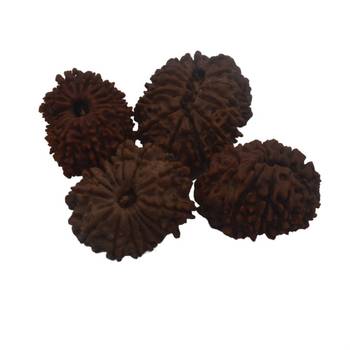 Natural 14 Mukhi Fourteen Faced Nepali Rudraksha Beads at Wholesale Rate Looses Fine Quality Astrology Jewellery 1 Pcs 4