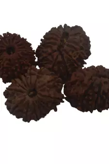 Natural 14 Mukhi Fourteen Faced Nepali Rudraksha Beads at Wholesale Rate Looses Fine Quality Astrology Jewellery 1 Pcs