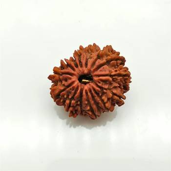 Natural 15 Mukhi Fifteen Faced Nepali Rudraksha Beads at Wholesale Rate Looses Fine Quality Astrology Jewellery 1 Pcs 1