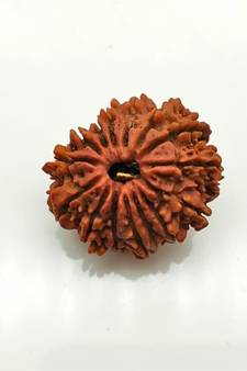 Natural 15 Mukhi Fifteen Faced Nepali Rudraksha Beads at Wholesale Rate Looses Fine Quality Astrology Jewellery 1 Pcs