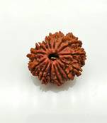 Natural 15 Mukhi Fifteen Faced Nepali Rudraksha Beads at Wholesale Rate Looses Fine Quality Astrology Jewellery 1 Pcs