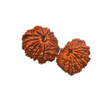 Natural 15 Mukhi Fifteen Faced Nepali Rudraksha Beads at Wholesale Rate Looses Fine Quality Astrology Jewellery 1 Pcs 2