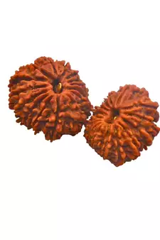Natural 15 Mukhi Fifteen Faced Nepali Rudraksha Beads at Wholesale Rate Looses Fine Quality Astrology Jewellery 1 Pcs