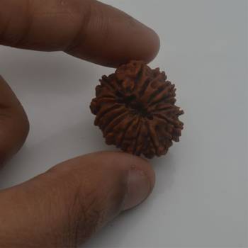 Natural 15 Mukhi Fifteen Faced Nepali Rudraksha Beads at Wholesale Rate Looses Fine Quality Astrology Jewellery 1 Pcs 3