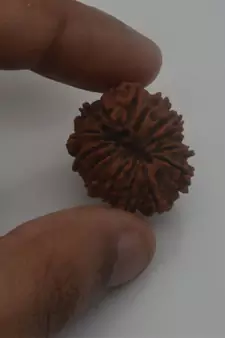 Natural 15 Mukhi Fifteen Faced Nepali Rudraksha Beads at Wholesale Rate Looses Fine Quality Astrology Jewellery 1 Pcs