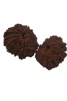 Natural 15 Mukhi Fifteen Faced Nepali Rudraksha Beads at Wholesale Rate Looses Fine Quality Astrology Jewellery 1 Pcs