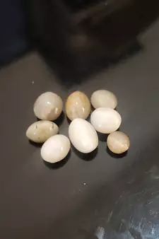 Natural White Cats Eye at Wholesale Rate 3.25 Ratti 2.95 Carat Oval Shape Lehsuniya Loose Gemstone 1 Pcs