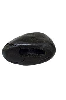 Natural Ananta Shaligram Bhagwan Shila Shri Vishnu Idol For Tulsi Puja Stone In Small Size (Max: 3 CM)