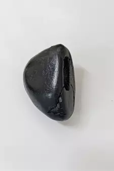 Natural Ananta Shaligram Bhagwan Shila Shri Vishnu Idol For Tulsi Puja Stone In Small Size (Max: 3 CM)