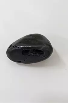 Natural Ananta Shaligram Bhagwan Shila Shri Vishnu Idol For Tulsi Puja Stone In Small Size (Max: 3 CM)