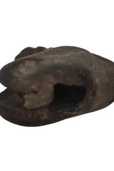 Nepal Gandaki River Shivnarayan Shaligram Lord Shri Vishnu Idol Shila For Tulsi Puja Stone In Small Size (Max: 5 CM)