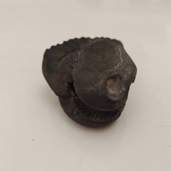 Nepal Gandaki River Shivnarayan Shaligram Lord Shri Vishnu Idol Shila For Tulsi Puja Stone In Small Size (Max: 5 CM) 2