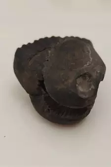 Nepal Gandaki River Shivnarayan Shaligram Lord Shri Vishnu Idol Shila For Tulsi Puja Stone In Small Size (Max: 5 CM)