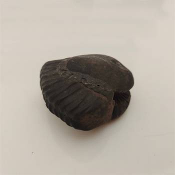 Nepal Gandaki River Shivnarayan Shaligram Lord Shri Vishnu Idol Shila For Tulsi Puja Stone In Small Size (Max: 5 CM) 3