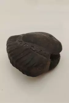 Nepal Gandaki River Shivnarayan Shaligram Lord Shri Vishnu Idol Shila For Tulsi Puja Stone In Small Size (Max: 5 CM)
