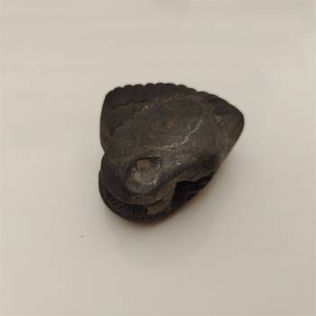 Nepal Gandaki River Shivnarayan Shaligram Lord Shri Vishnu Idol Shila For Tulsi Puja Stone In Small Size (Max: 5 CM) 4
