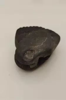 Nepal Gandaki River Shivnarayan Shaligram Lord Shri Vishnu Idol Shila For Tulsi Puja Stone In Small Size (Max: 5 CM)