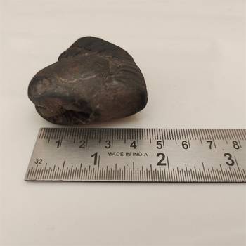 Nepal Gandaki River Shivnarayan Shaligram Lord Shri Vishnu Idol Shila For Tulsi Puja Stone In Small Size (Max: 5 CM) 5