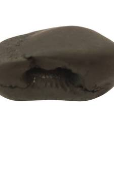 Gandaki River Narsingha Shaligram Lord Shri Vishnu Idol Bhagwan Shila For Tulsi Puja Stone In Small Size (Max: 5 CM)