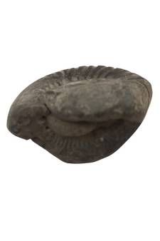 Natural Pradhyumna Shaligram Gandaki River Nepal Idol For Tulsi Puja Stone In Small Size (Max: 5 CM)