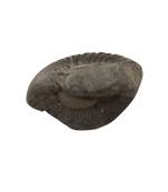 Natural Pradhyumna Shaligram Gandaki River Nepal Idol For Tulsi Puja Stone In Small Size (Max: 5 CM)